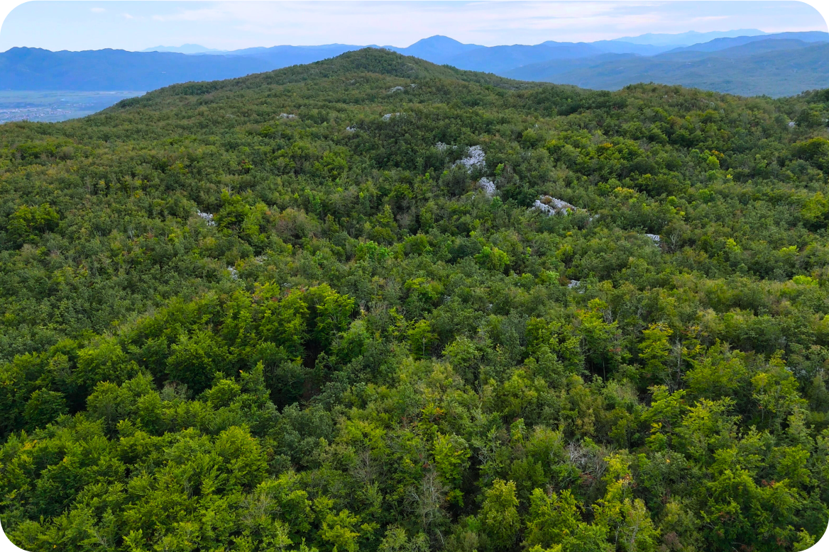 Forestry Project Development & Management